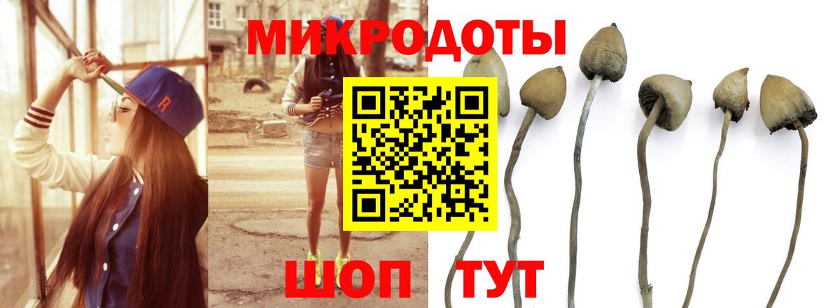 Галлюциногенные грибы Psilocybe  Вход с VPN  Россия  Галлюциногенные грибы прущие грибы 